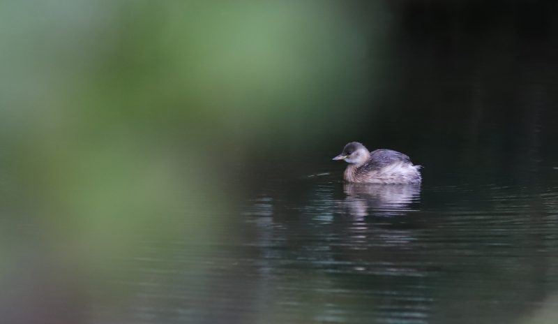 Grèbe castagneux en Auvergne